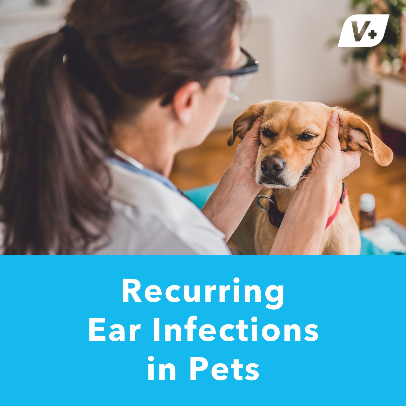 recurring-ear-infections-in-pets-vetnique-labs