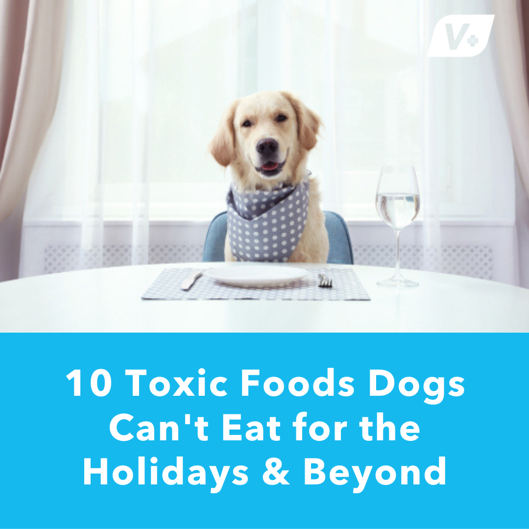 foods-dogs-cant-eat