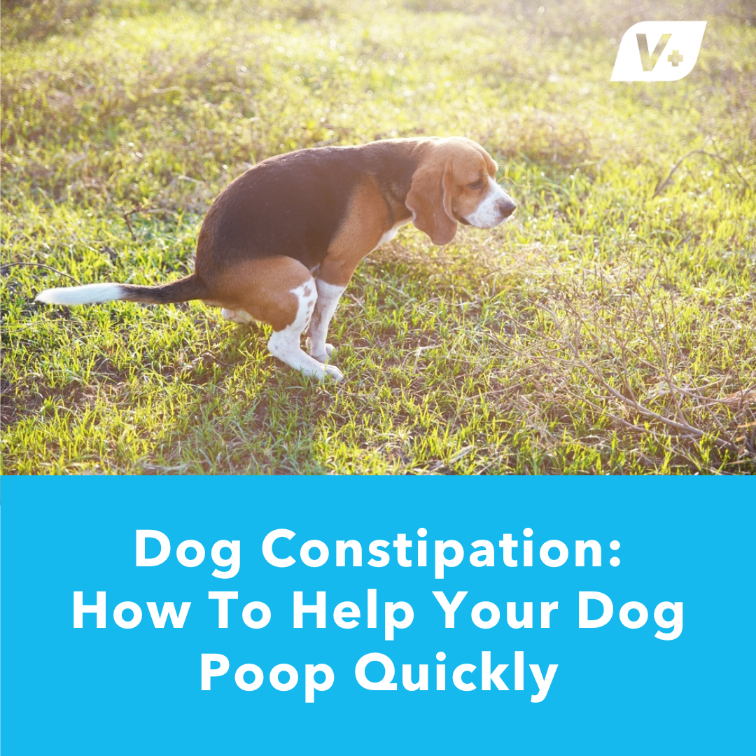 Dog Constipation How To Help Your Dog Poop Quickly Vetnique Vetnique Labs