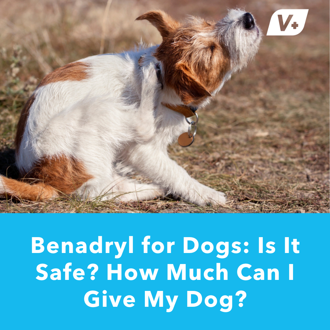 Can dogs take benadryl with apoquel hotsell