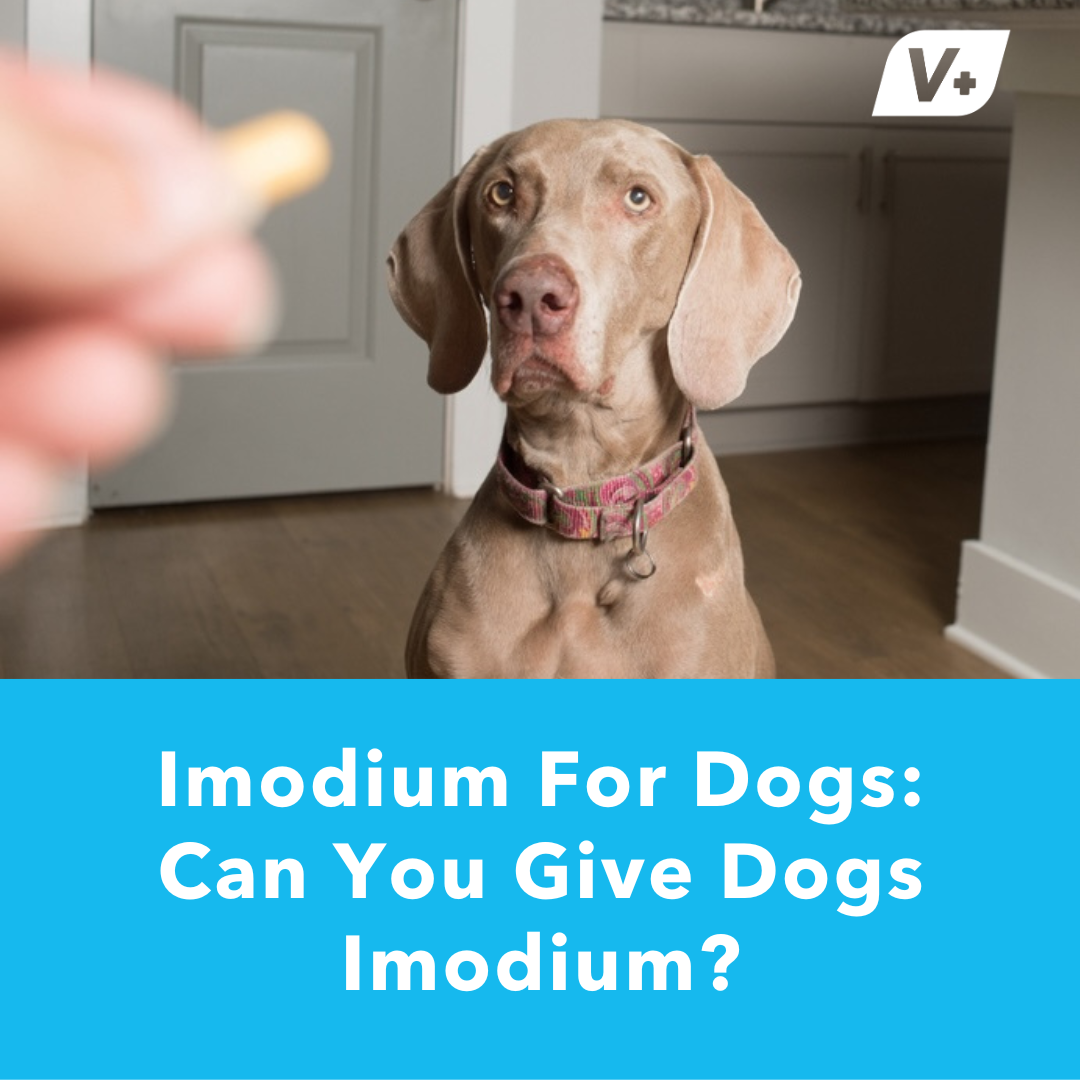 imodium-for-dogs-can-you-give-dogs-imodium-vetnique-vetnique-labs