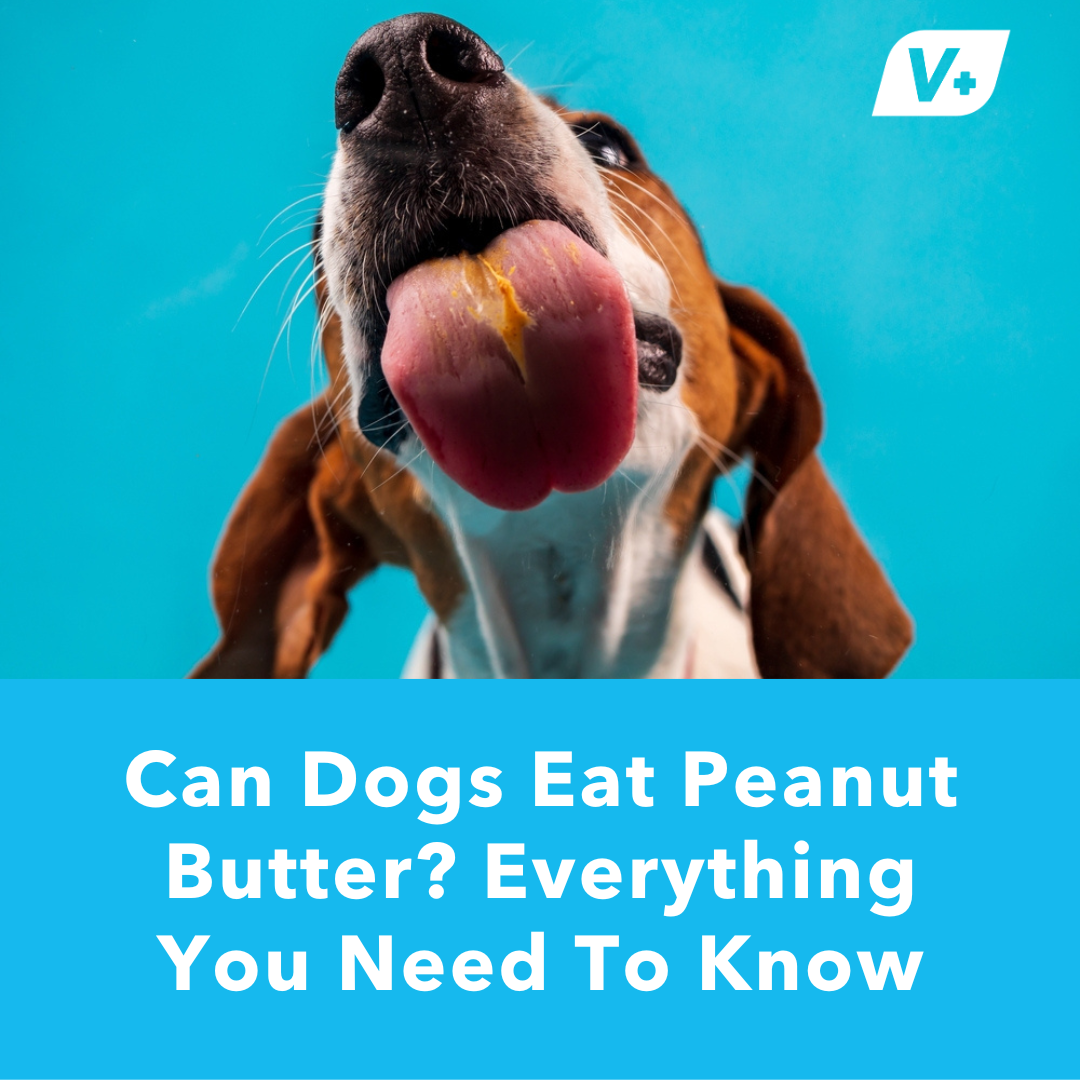 can-dogs-eat-peanut-butter-everything-you-need-to-know-vetnique