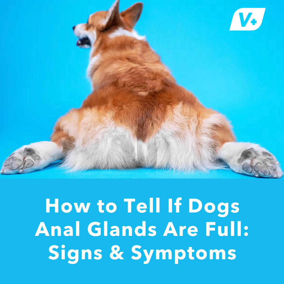 do female dogs need their glands expressed