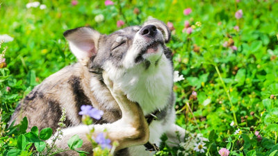 The Best Spring Seasonal Allergy Treatments for Dogs