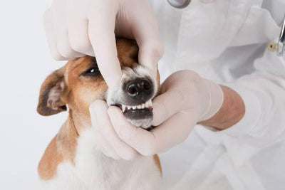 A Complete Guide to Preventing Periodontal Disease in Dogs | Vetnique