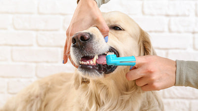 How Often Should You Brush Your Dog's Teeth? The Ultimate Guide | Vetnique