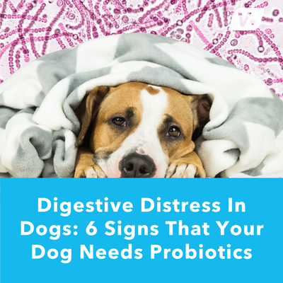 Signs That Your Dog Needs Probiotics | Vetnique