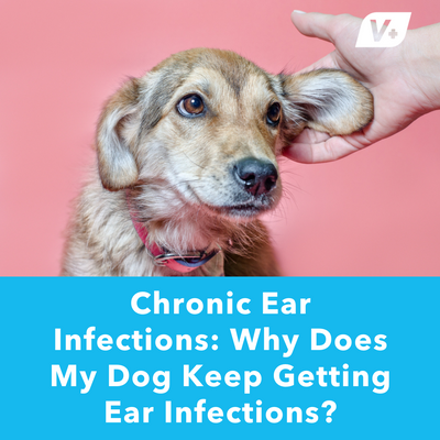 Chronic Ear Infections: Why Does My Dog Keep Getting Ear Infections? | Vetnique