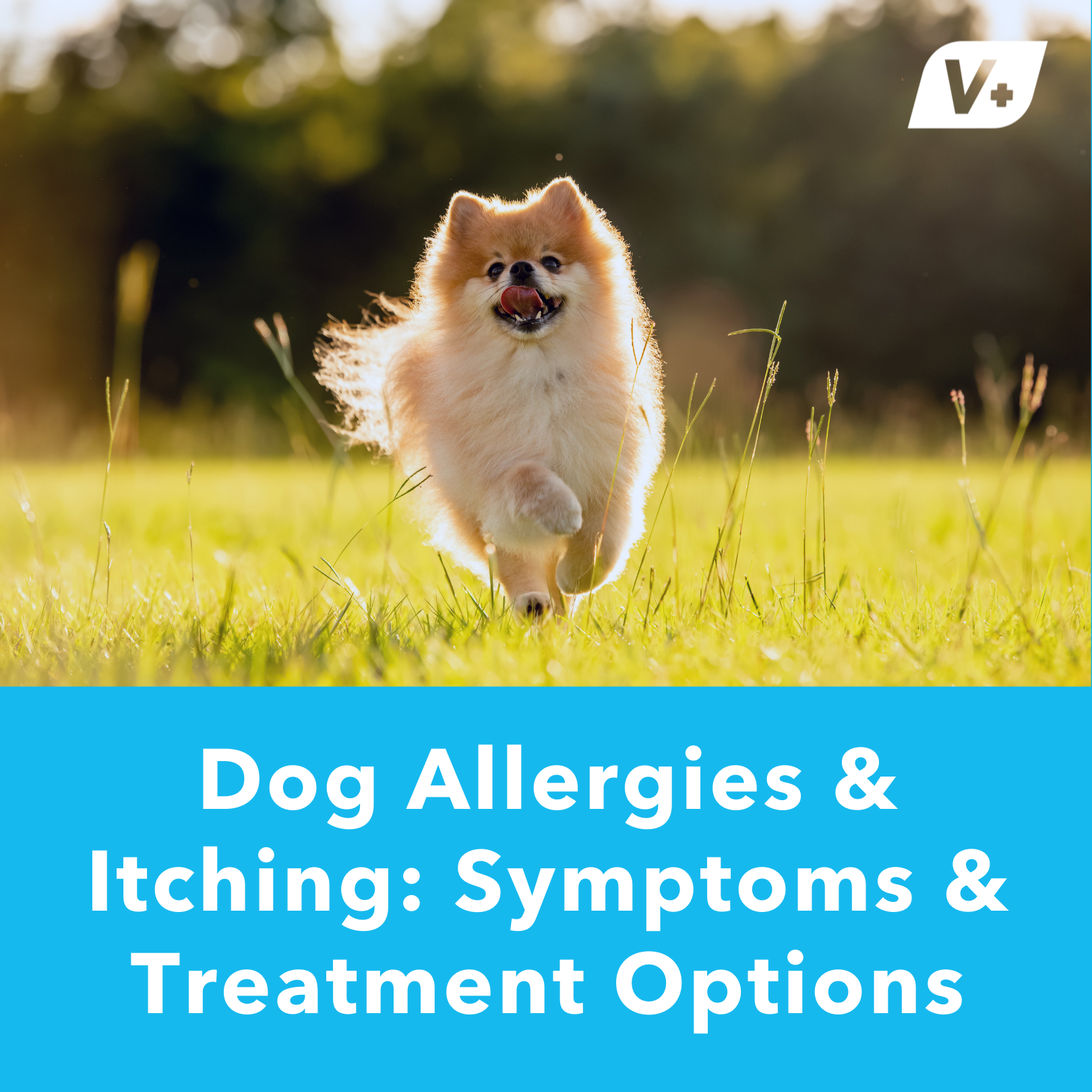 dog-allergies-itching-symptoms-treatment-options-vetnique-labs