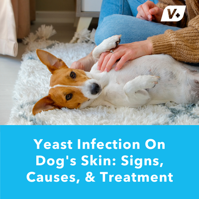 Yeast Infection On Dog's Skin: Signs, Causes, &amp; Treatment| Vetnique