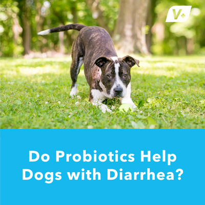 Do Probiotics Help Dogs with Diarrhea? | Vetnique