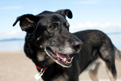 Exercising Senior Dogs: 9 Tips to Keep Older Dogs Healthy