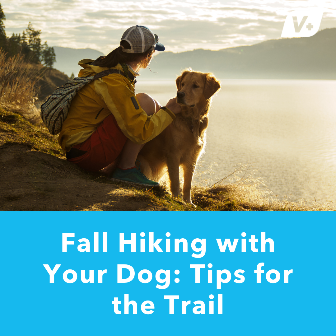 Fall Hiking with Your Dog: Tips for the Trail – Vetnique Labs